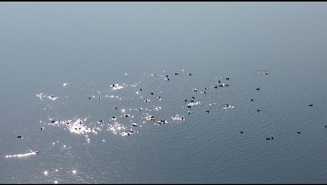Kars Barajı, göçmen kuşların yeni mekan