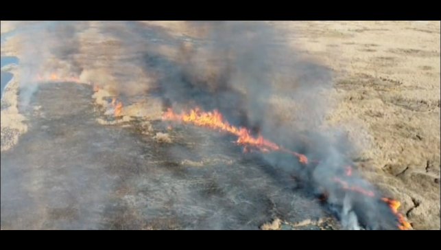 Van'da sazlık yangını