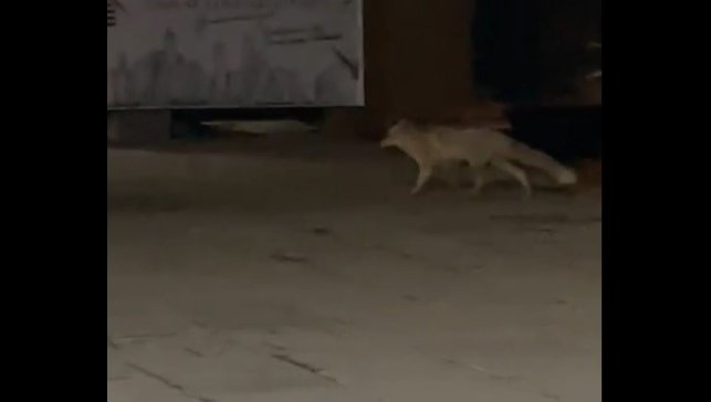 Muş'ta aç kalan tilki şehir merkezine indi