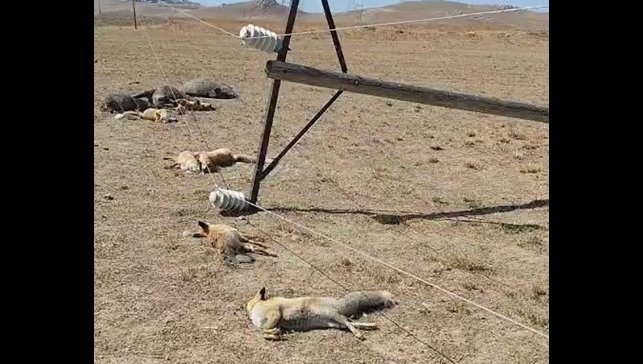 Van'da korkunç manzara: Düşen enerji hattı yaban hayvanlarını öldürdü