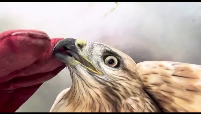 Sağlığına kavuşan kızıl şahin yeniden doğal yaşam alanına bırakıldı