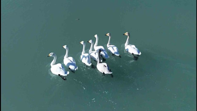 Süphan Dağı manzarasında kuğu dansı