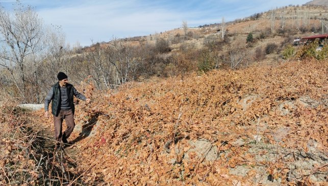 Erzincan'da bozayıların bağlardaki kışlık Cimin üzümlerini yemesi güvenlik kamerasında