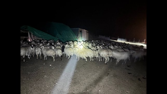 Yoğun siste kaybolan 200 koyun drone destekli aramayla bulundu