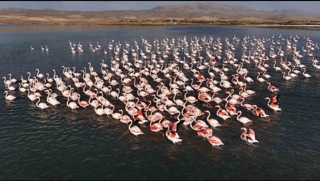Flamingolar, Erçek Gölü'ndeki konaklama süresini uzattı