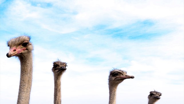 Kars'ta deve kuşu yetiştiriciliği hayalini gerçekleştiren girişimci çiftlik kuruyor