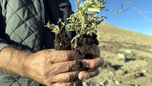 Ardahan'ın meraları tuz çalısı bitkisiyle zenginleştiriliyor