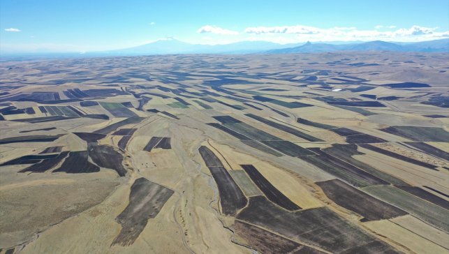 Hasadın tamamlandığı Kars Ovası'ndaki tarlalar "halı desenini" andırıyor