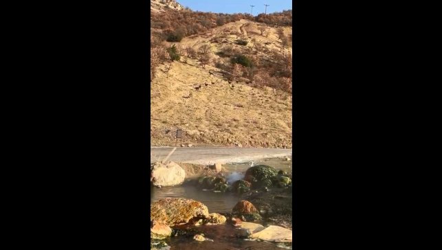 Elazığ'da nesli tükenme tehdidi altında olan dağ keçileri görüldü