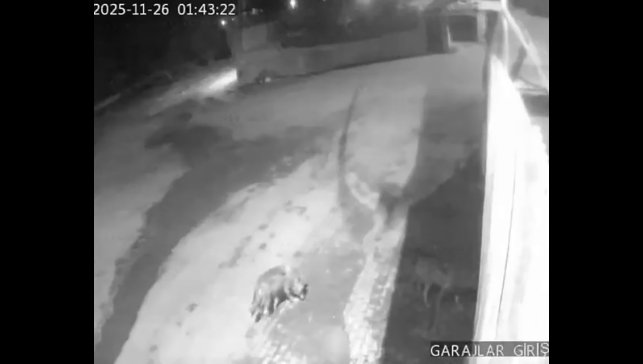 Aşkale'de aç kalan kurtlar köye indi