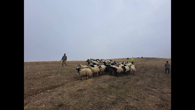 Jandarma arazide kaybolan küçükbaş hayvanları bularak sahibine teslim etti