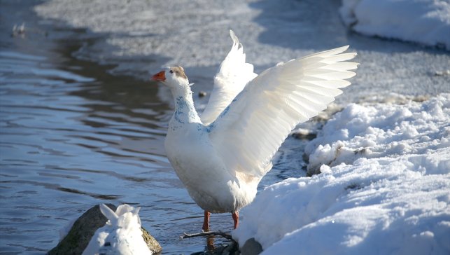 Kars'ta kar yağışı sonrası soğuk hava etkili oluyor