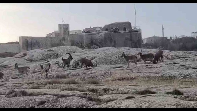 Sabah saatlerinde dağ keçileri sürü halinde ortaya çıktı