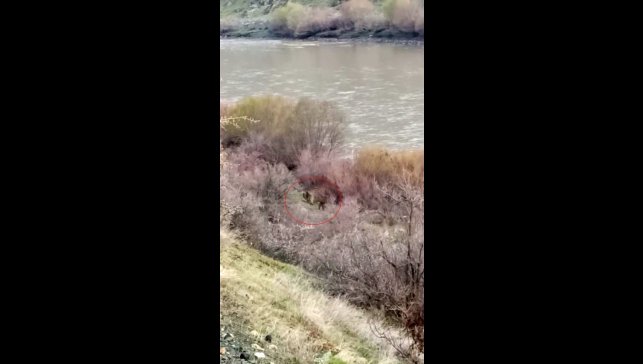 Palu'da balıkçının karşısına ayı ve yavrusu çıktı