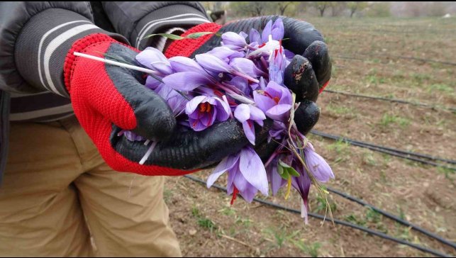 Malatya'da gramı 600 TL olan safran yok satıyor