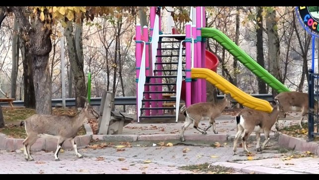 Çocuklar okula gidince, çocuk parkı yaban keçilerine kaldı