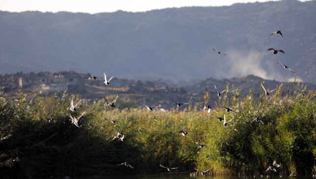 Aras Kuş Cenneti'nde 2025'te 11 bin 298 kuş halkalandı