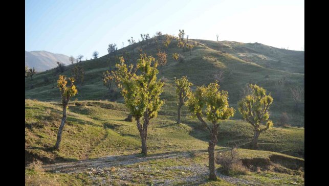 Köylüleri şaşırtan olay: Meşeler kış kapıdayken yeniden yeşerdi