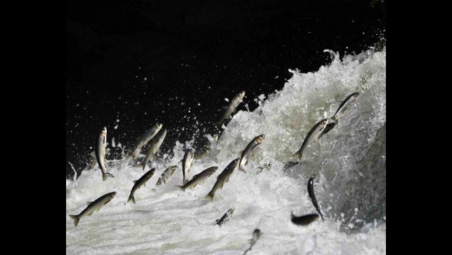 Prof. Dr. Alaeddinoğlu: "İnci kefalinin nesli ciddi tehdit altında"