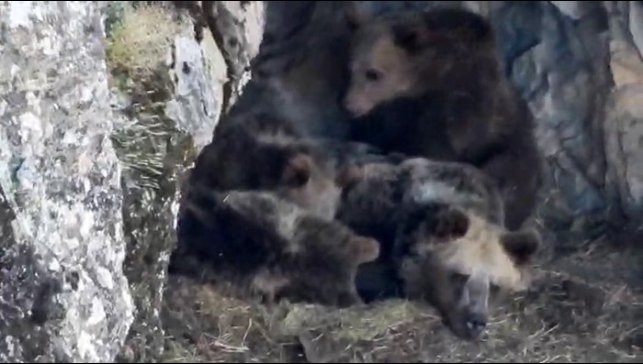 Kış uykusuna yatmaya hazırlanan ayı ailesi böyle görüntülendi