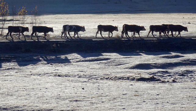 Erzurum, Kars, Ardahan, Ağrı ve Tunceli'de kar yağışı etkili oldu