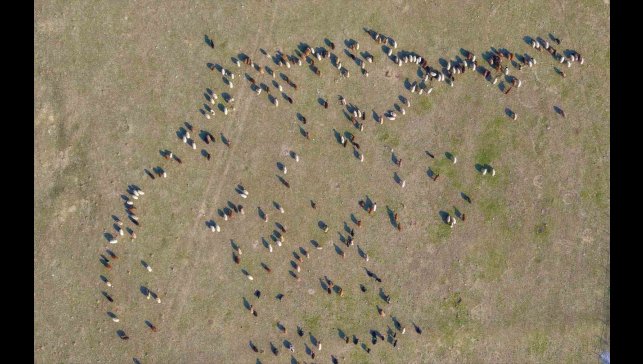 Muş'ta kar yağmayınca yem giderleri azaldı