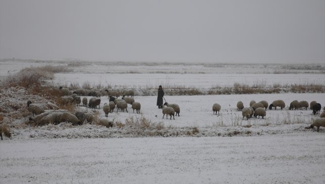 Van'da merada koyun otlatan çobanlar kara yakalandı