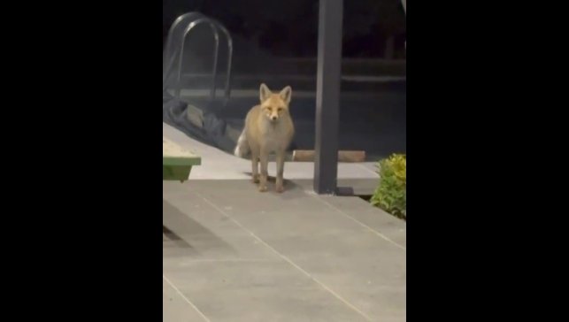 Tilki evin bahçesine girip kedi mamalarını yedi