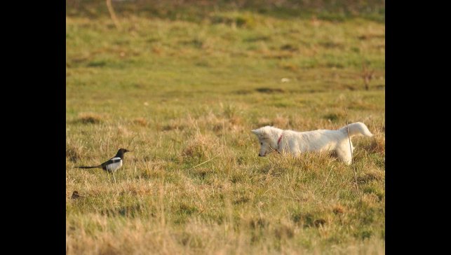 Van kedisine benzetti, fare avlayan köpek olduğu ortaya çıktı