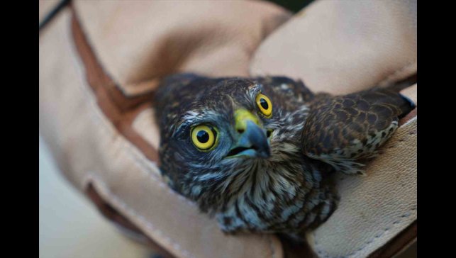 Muş'ta yaralı halde bulunan atmaca tedavi altına alındı