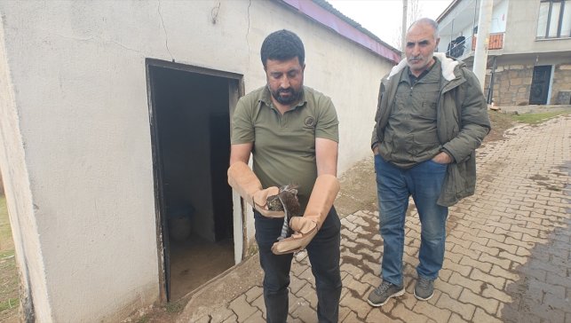 Muş'ta yaralı bulunan atmaca koruma altına alındı