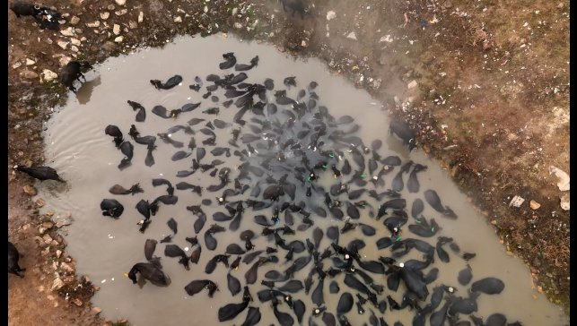 Mandaların kaplıca keyfi havadan görüntülendi