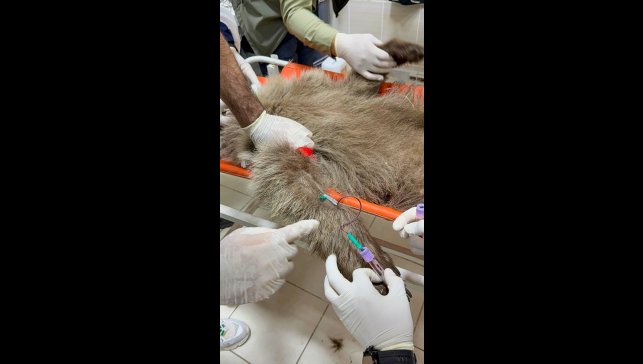 Ayı yavrusu "Umut"a ateş eden kişinin izi mermi çekirdeğiyle sürülecek