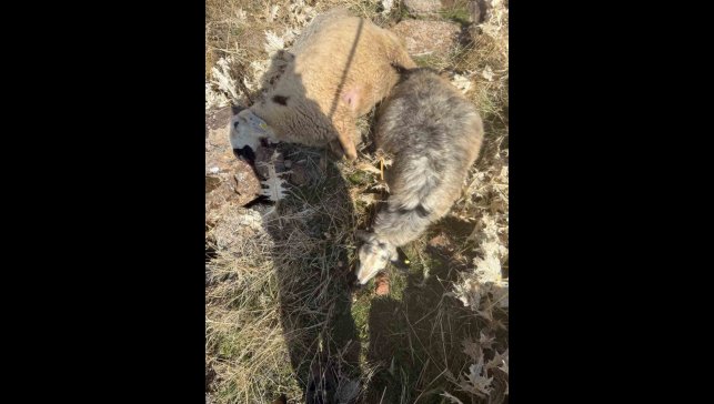 Sürüden ayrılan koyunları kurt kaptı: 28 koyun telef oldu