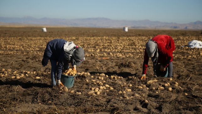 Doğu'nun "patates havzası" Bitlis'te hummalı hasat mesaisi