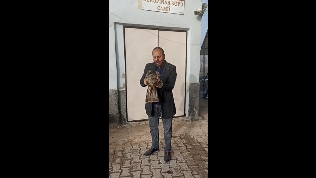 Yaralı kartal koruma altına alındı