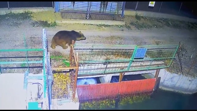 Mevsim normalleri değişti, ayılar hâlâ uyanık