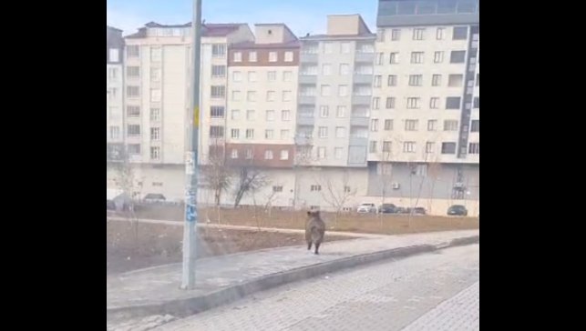 Bitlis'te ilçe merkezinde yaban domuzu paniği