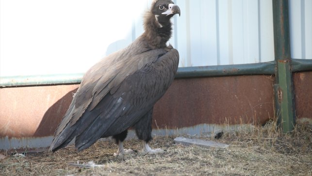 Kars'taki merkezde 10 yılda 4 bin 500 yaban hayvanı tedavi edildi