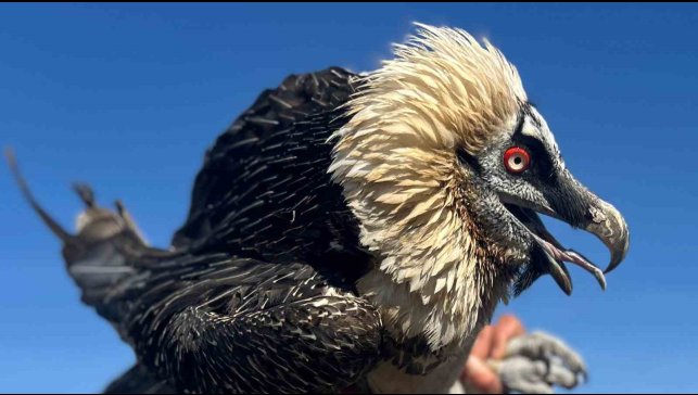Van'da tedavi edilen yırtıcı kuşlar doğal yaşam alanına salınıyor