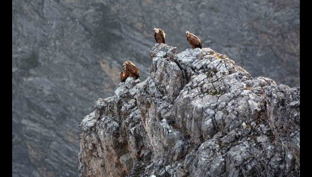 Kemaliye'de göçmen akbabalar görüntülendi