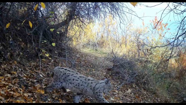 "Ormanın Hayaleti" vaşak Erzincan'da görüntülendi