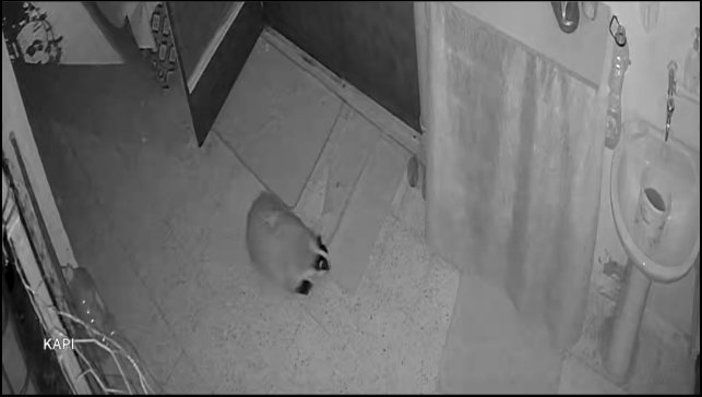 Kedilerinin mamasına dadanan porsuk için evine alarm sistemi kurdu