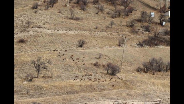 Yaban keçileri tek tek sayılıyor