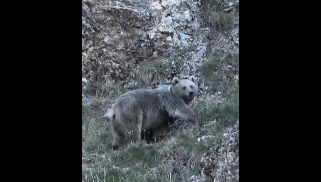 Erzincan'da kış uykusuna hazırlanan iki ayı görüntülendi