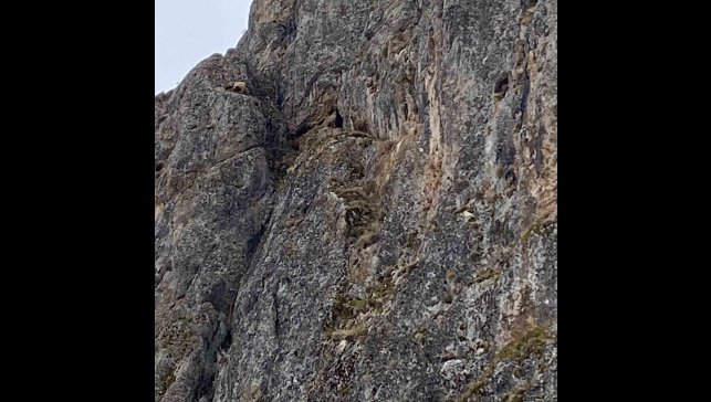 Erzincan'da mahsur kalan keçiler için JAK ve AFAD seferber oldu