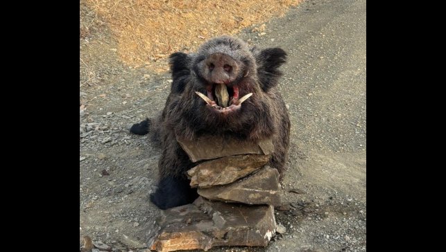 Elazığ'da avcılar 200 kiloluk domuz avladı