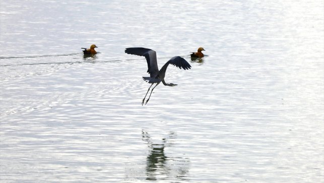 Elazığ'daki Cip Baraj Gölü farklı türde binlerce göçmen kuşu ağırlıyor