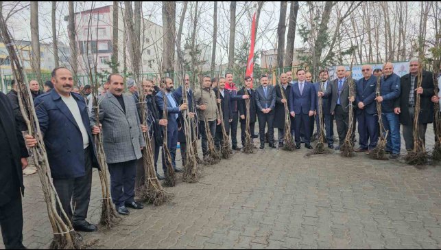 Adilcevaz'da 12 bin aşılı ceviz fidanı dağıtıldı