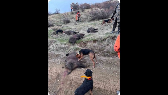 Elazığ'da avcılar sürü halinde domuz avladı